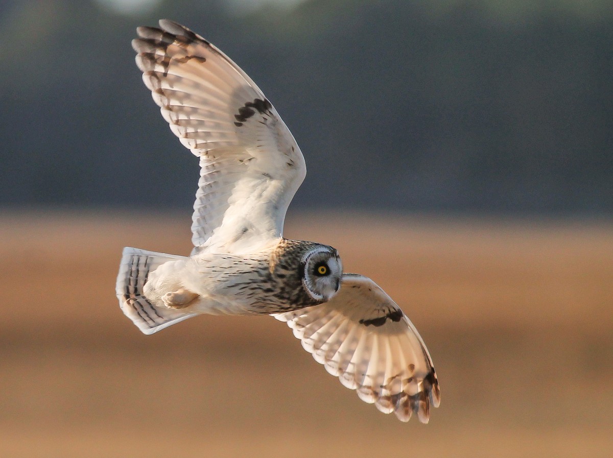 kalous pustovka (ssp. flammeus) - ML193923561