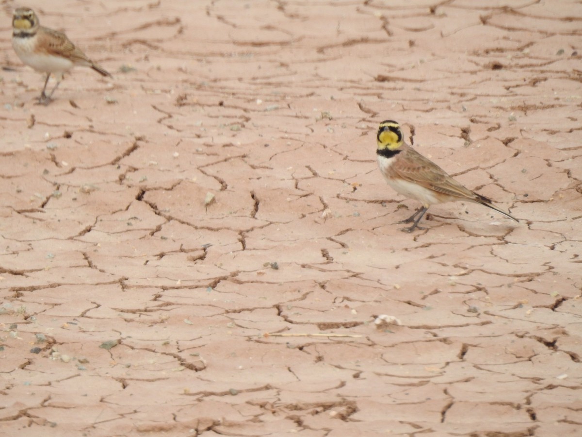 Horned Lark - Dan Stoker