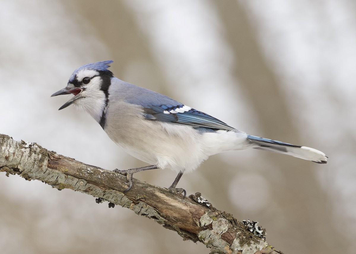 Blue Jay - RJ Baltierra