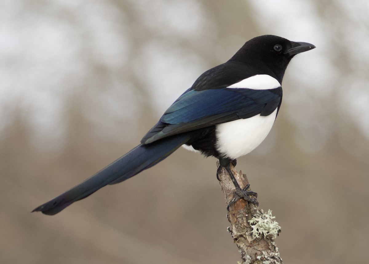 Mika iparramerikarra - ML193925791