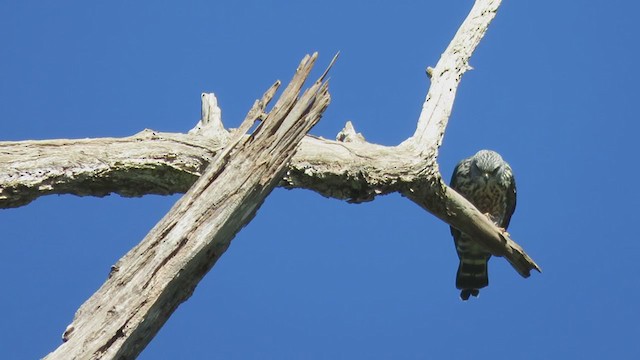 Plumbeous Kite - ML193926481