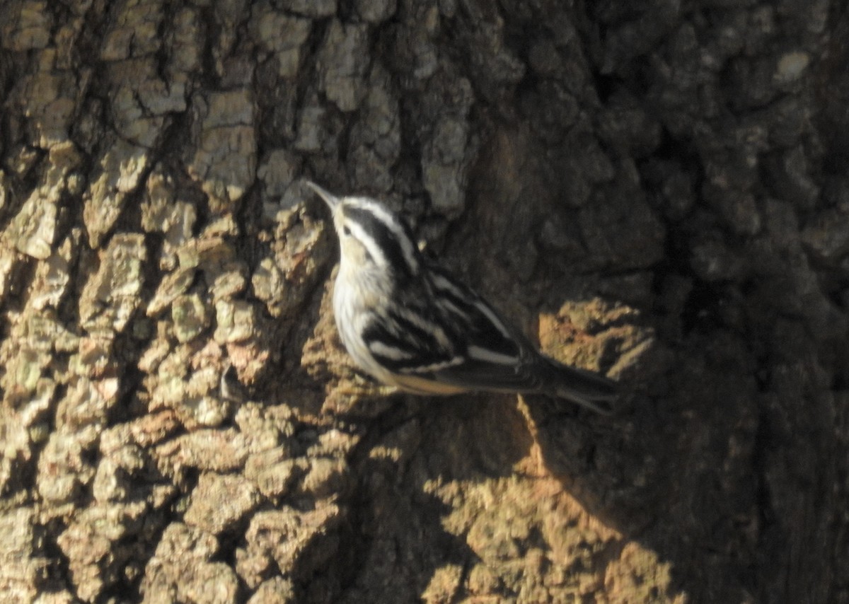 Black-and-white Warbler - Brian  S