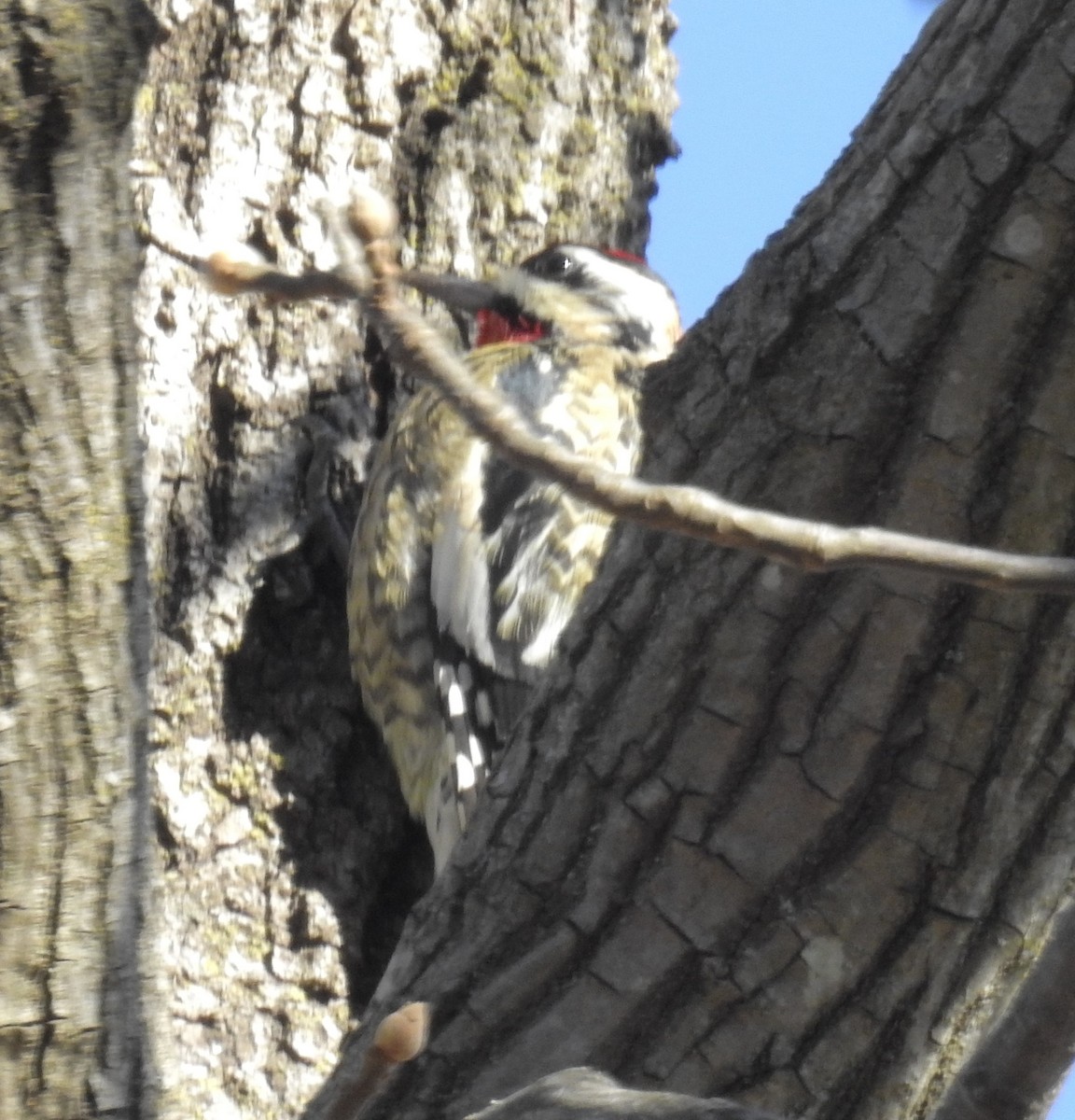 Yellow-bellied Sapsucker - ML193927021