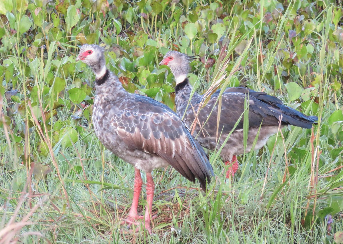 Southern Screamer - ML193927881