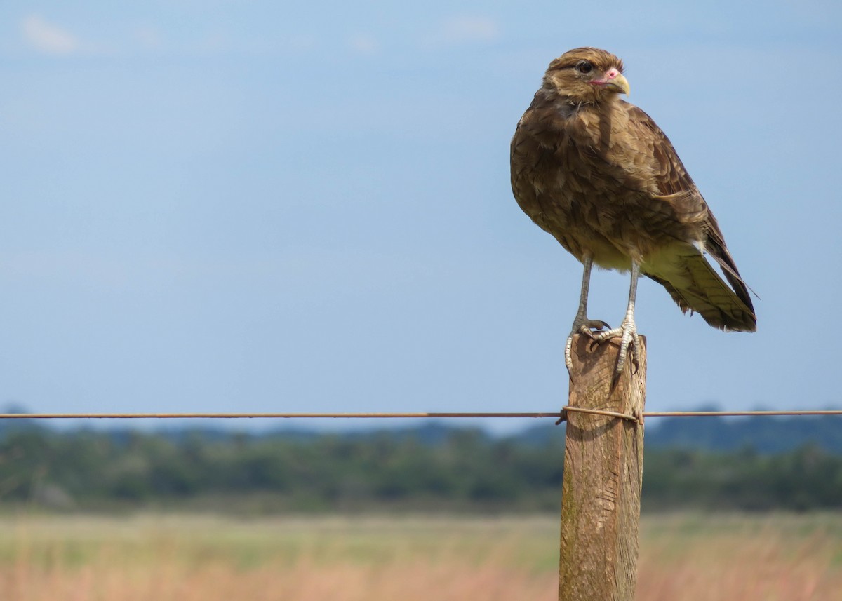 Chimango Caracara - ML193927941