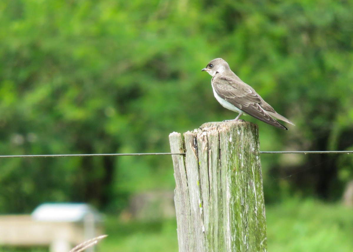 Brown-chested Martin - ML193927961