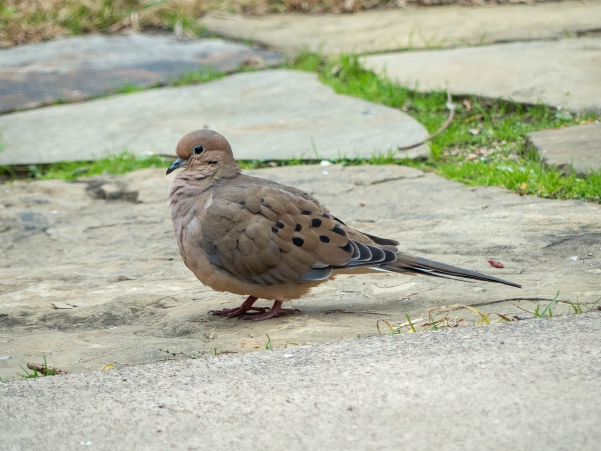 Mourning Dove - Katie Sipe