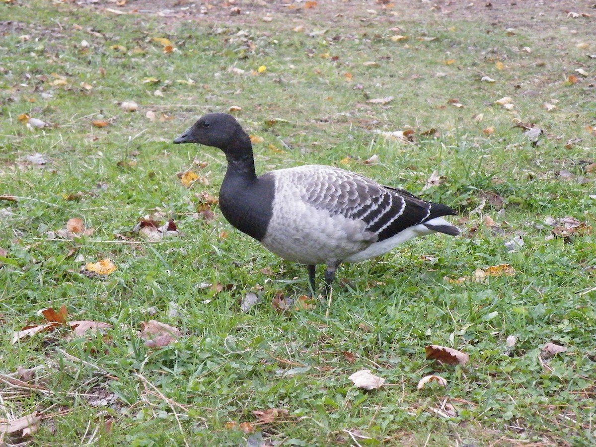 Brant - ML193928531