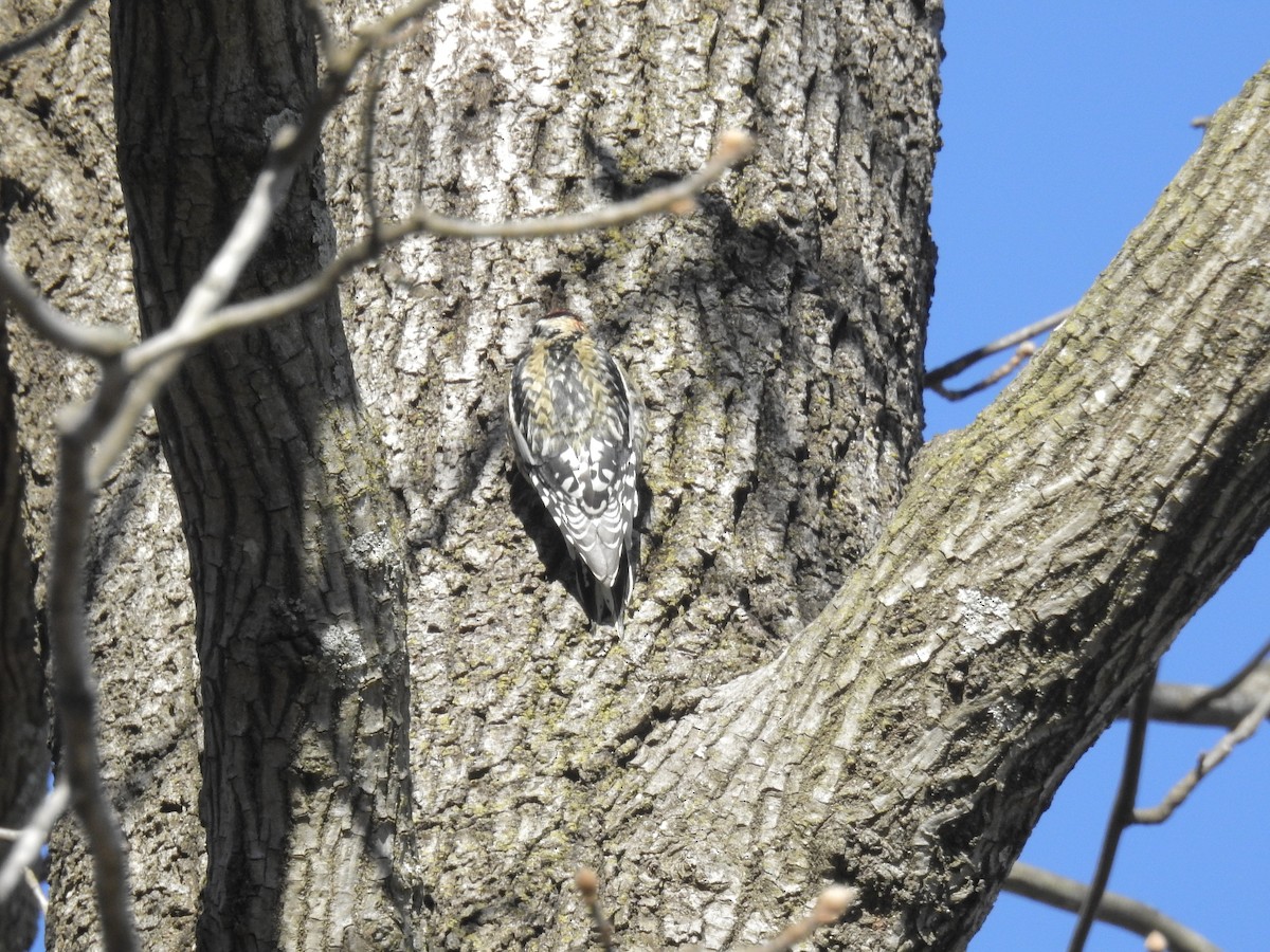 Yellow-bellied Sapsucker - ML193928881