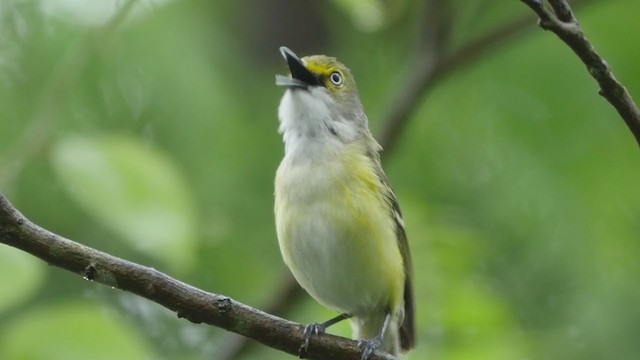 White-eyed Vireo - ML193929411