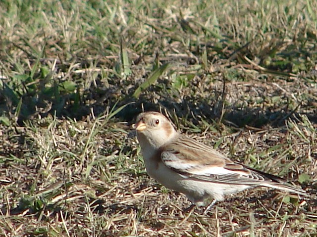 Snow Bunting - ML193931291