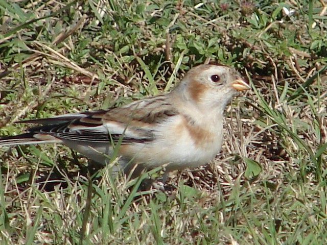 Snow Bunting - ML193931511