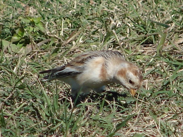 Snow Bunting - ML193931651