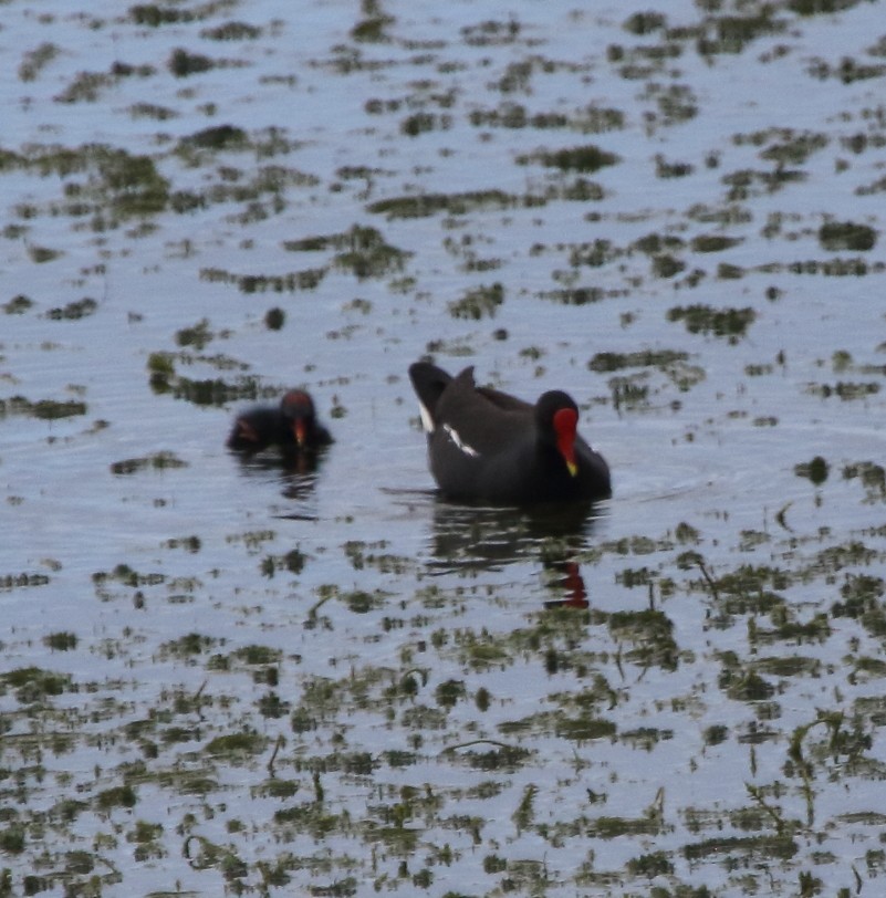 Eurasian Moorhen - ML193931761