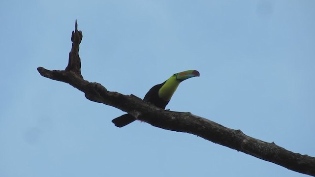 Keel-billed Toucan - ML193933741