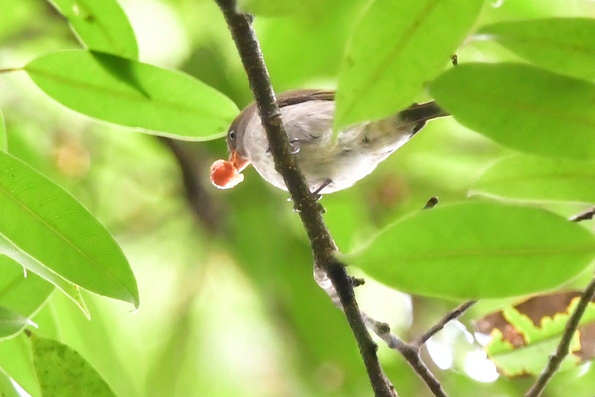 Thick-billed Flowerpecker - ML193934031