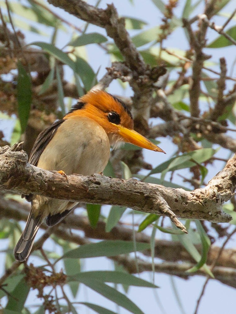 Yellow-billed Kingfisher - ML193934741