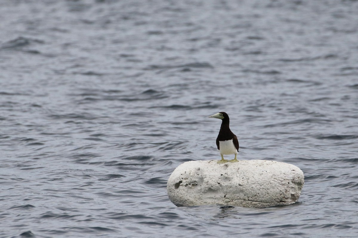 Brown Booby - ML193935631