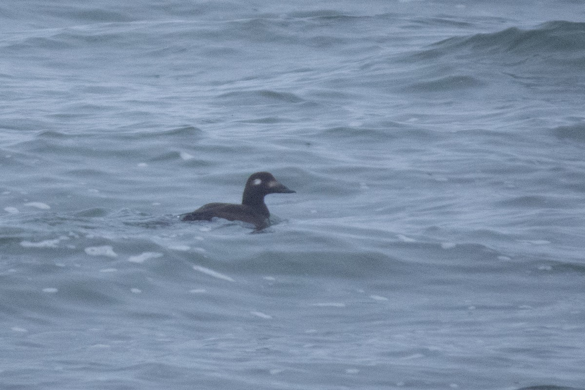 White-winged Scoter - ML193936001