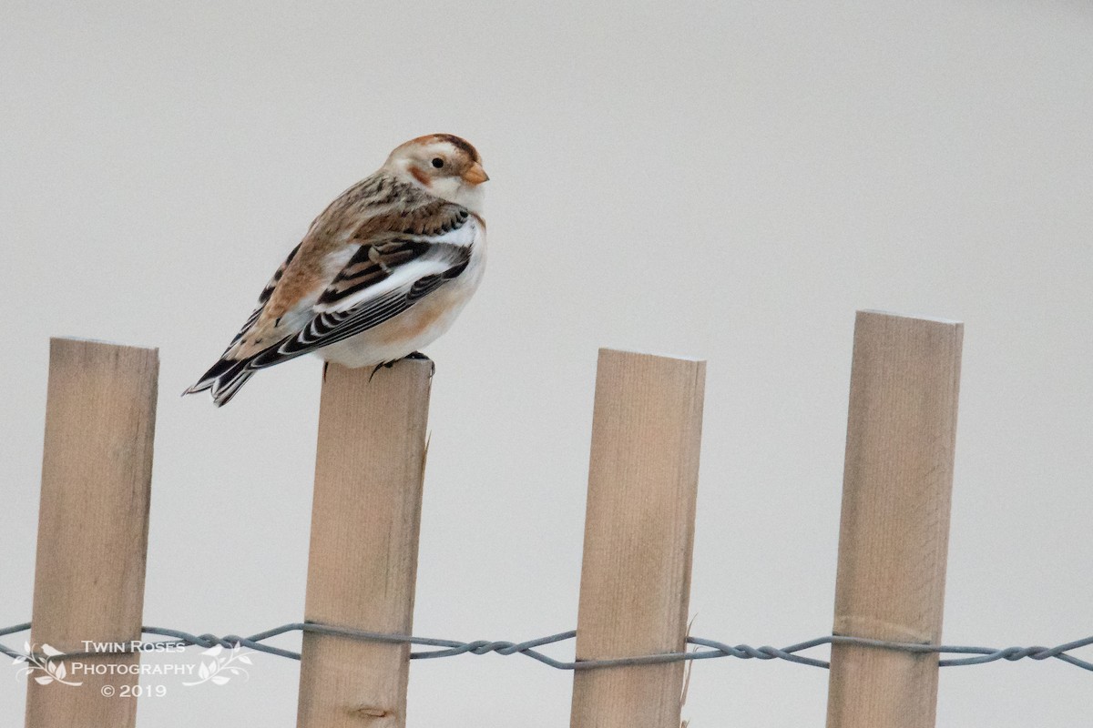 Snow Bunting - ML193936711