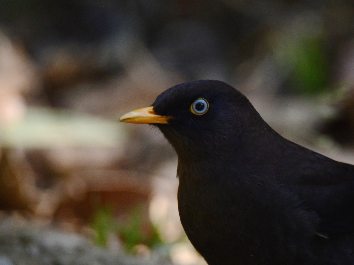 Sooty Thrush - ML193937581