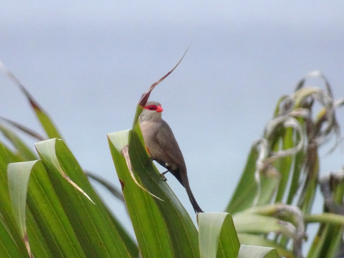 Common Waxbill - ML193937951