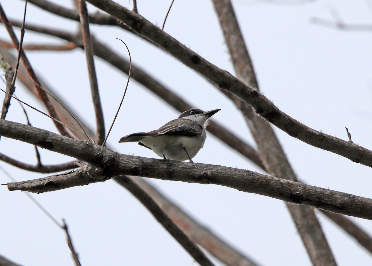 Loggerhead Kingbird - Noreen Baker