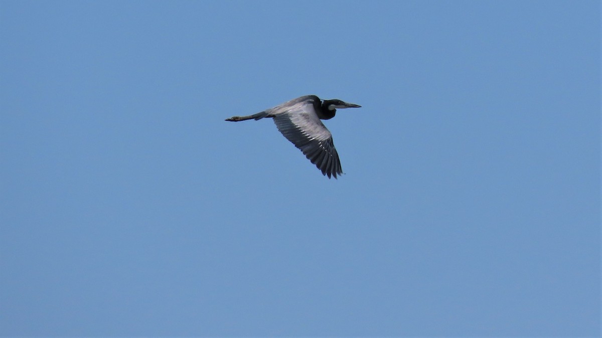 Black-headed Heron - ML193940091