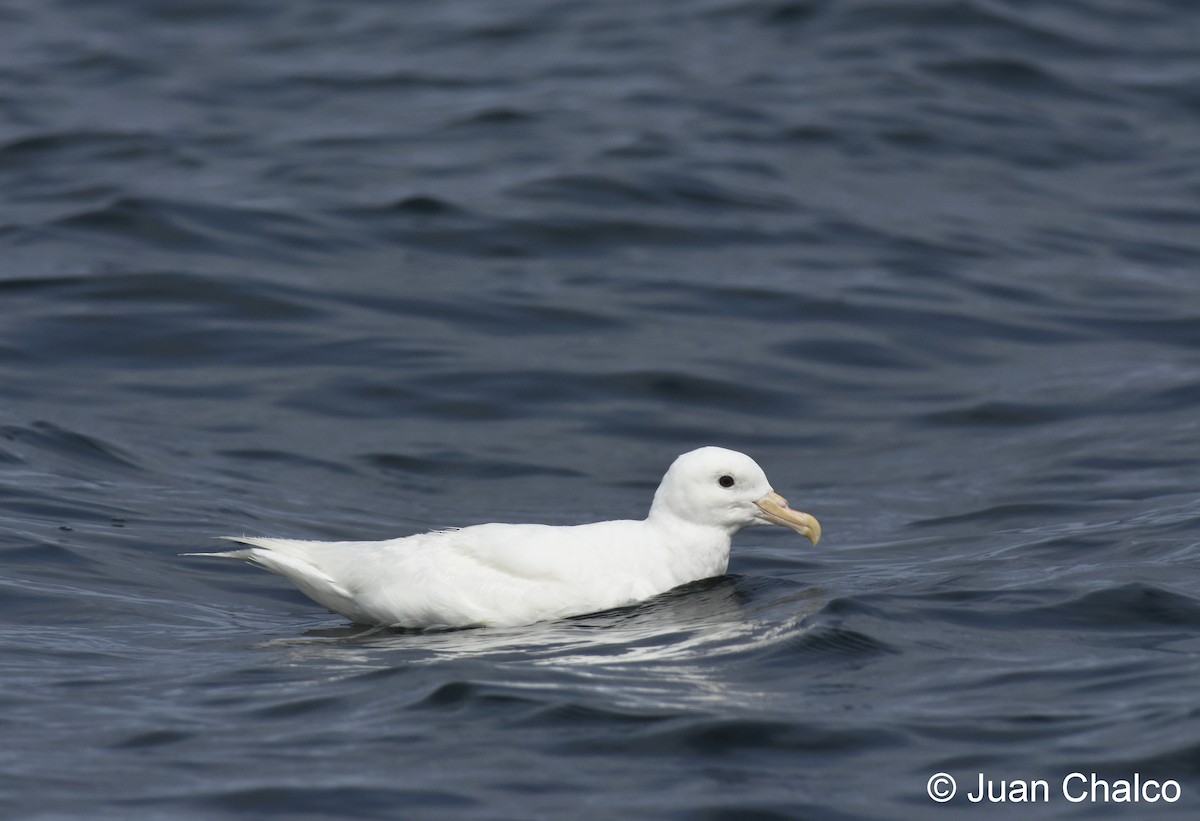 Sooty Shearwater - ML193940351