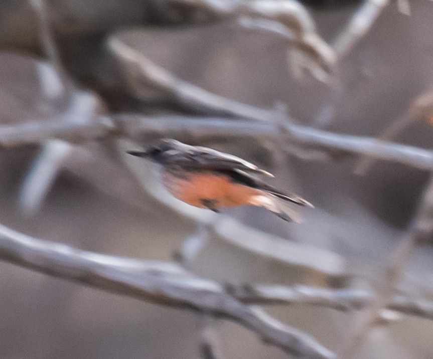 Vermilion Flycatcher - ML193940521