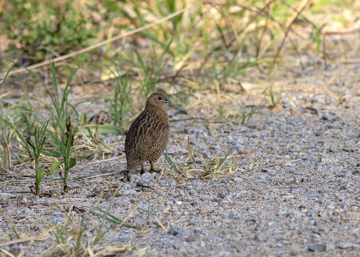 Brown Quail - ML193940991