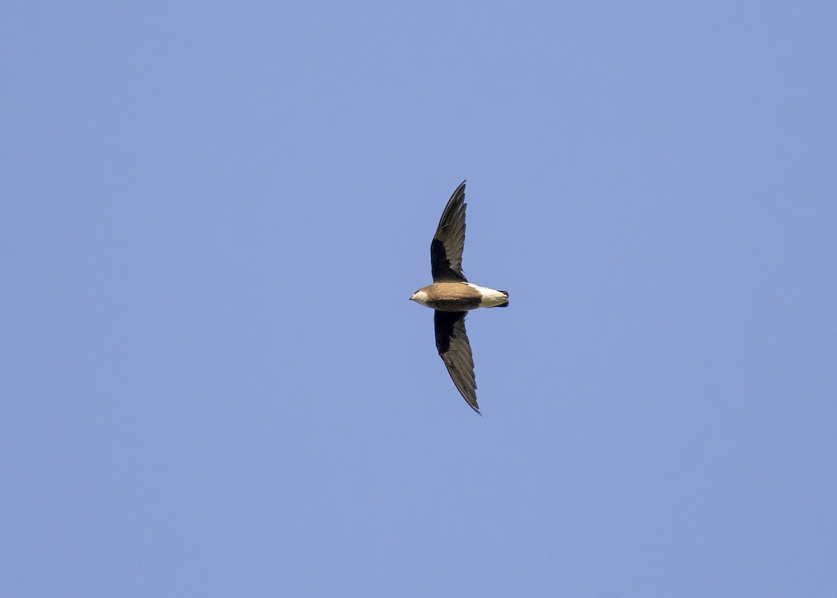 White-throated Needletail - ML193941101