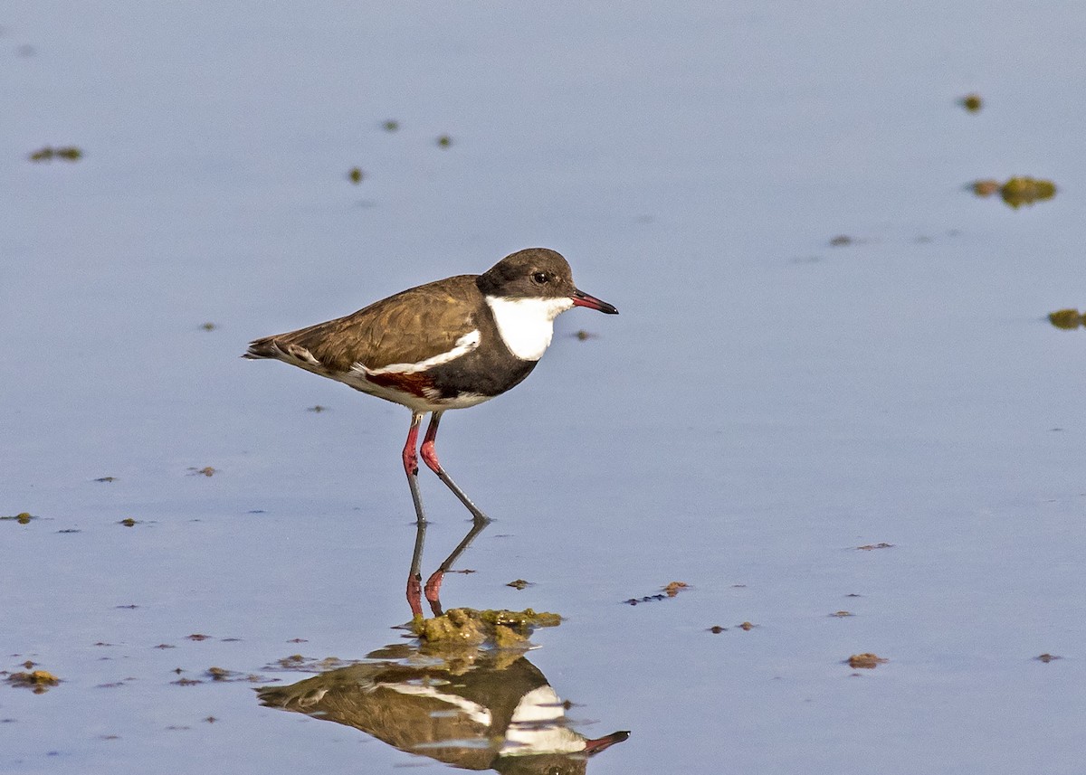 Red-kneed Dotterel - Stephen Murray