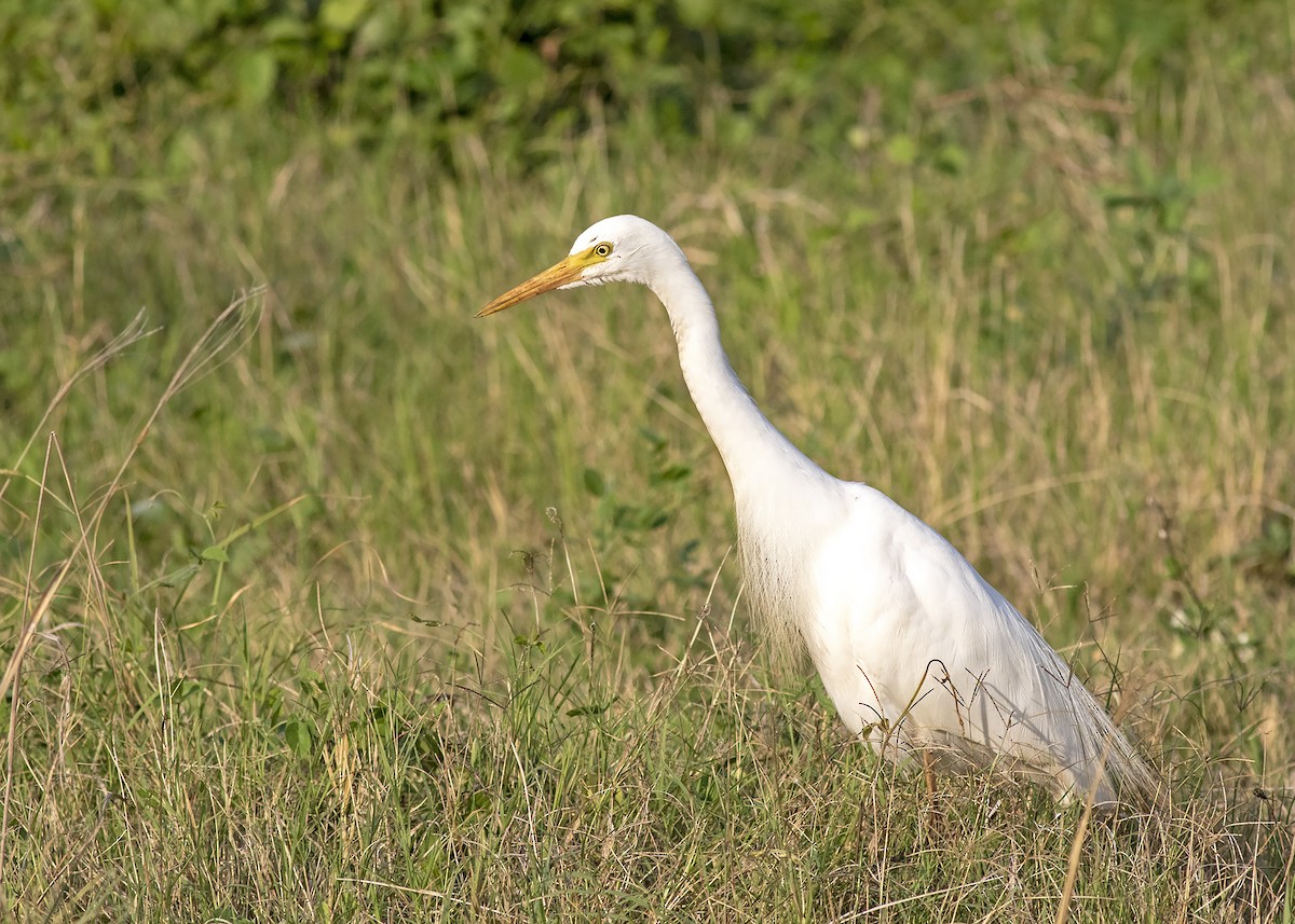 Plumed Egret - ML193941421