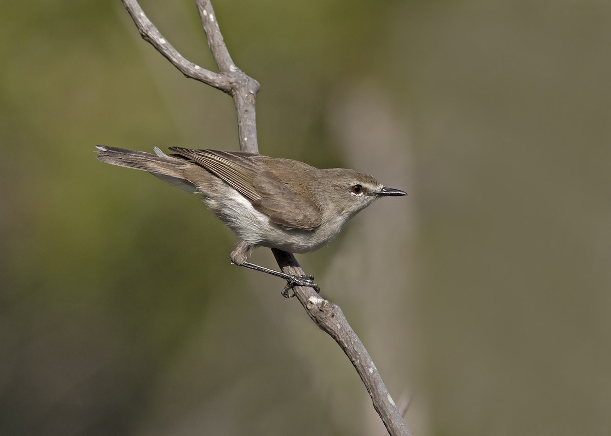 Mangrove Gerygone - ML193941631