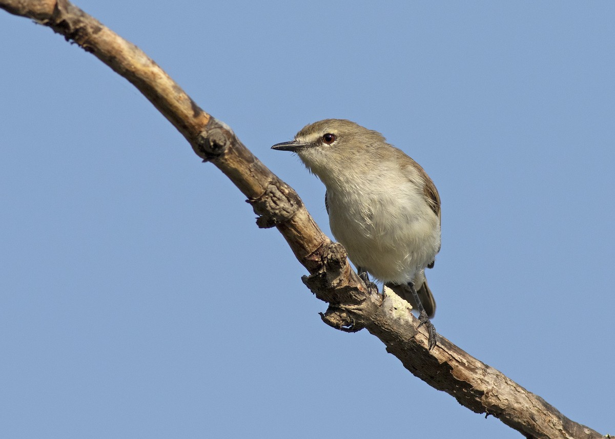 Mangrove Gerygone - ML193941641