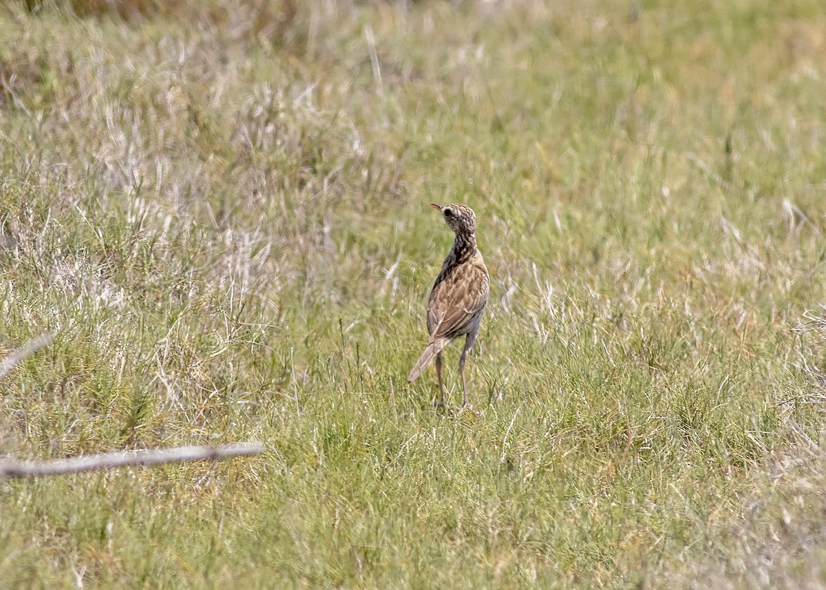 Brown Songlark - ML193942061