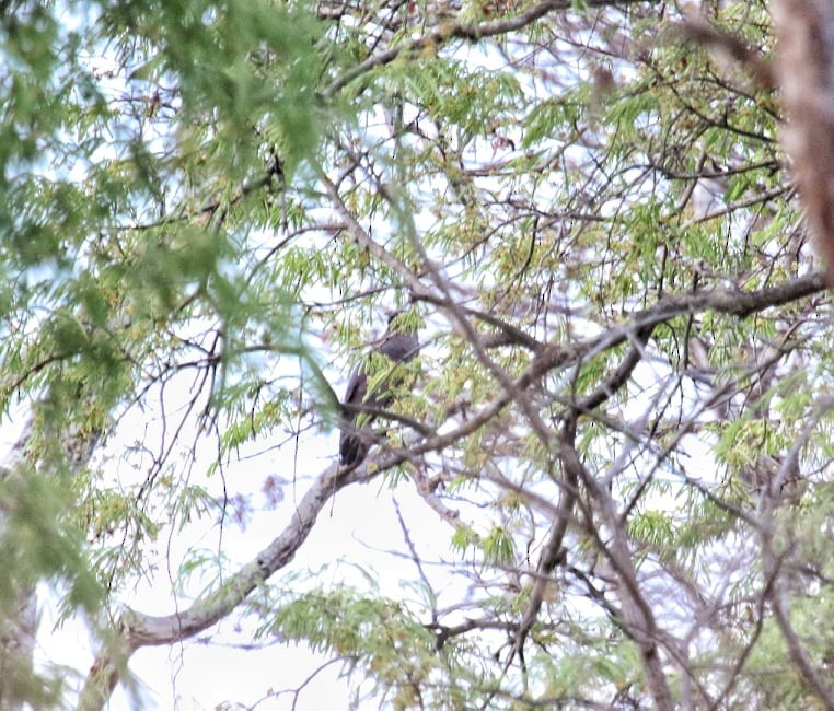 Crested Serpent-Eagle - ML193942791