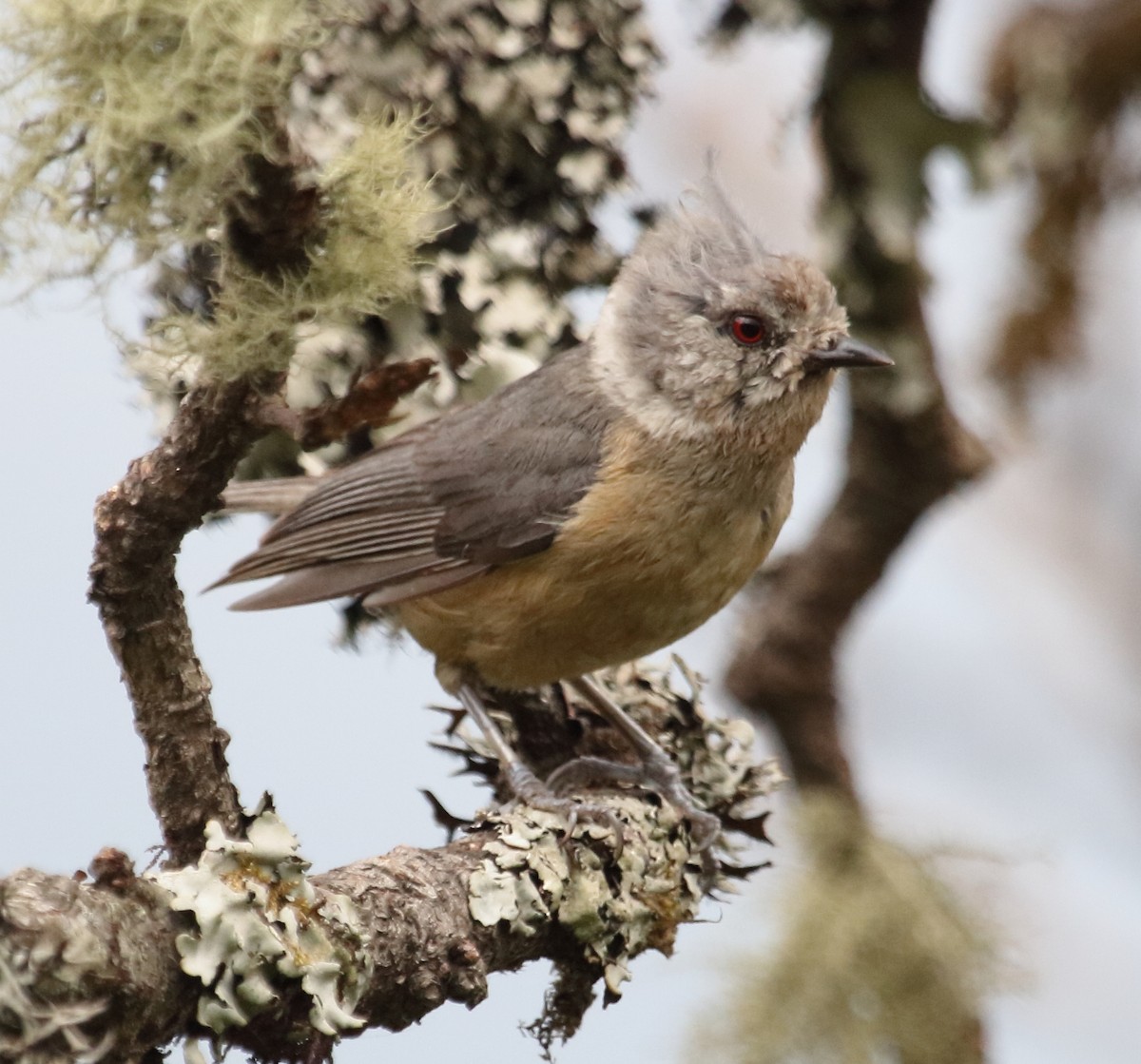 Gray-crested Tit - ML193943361