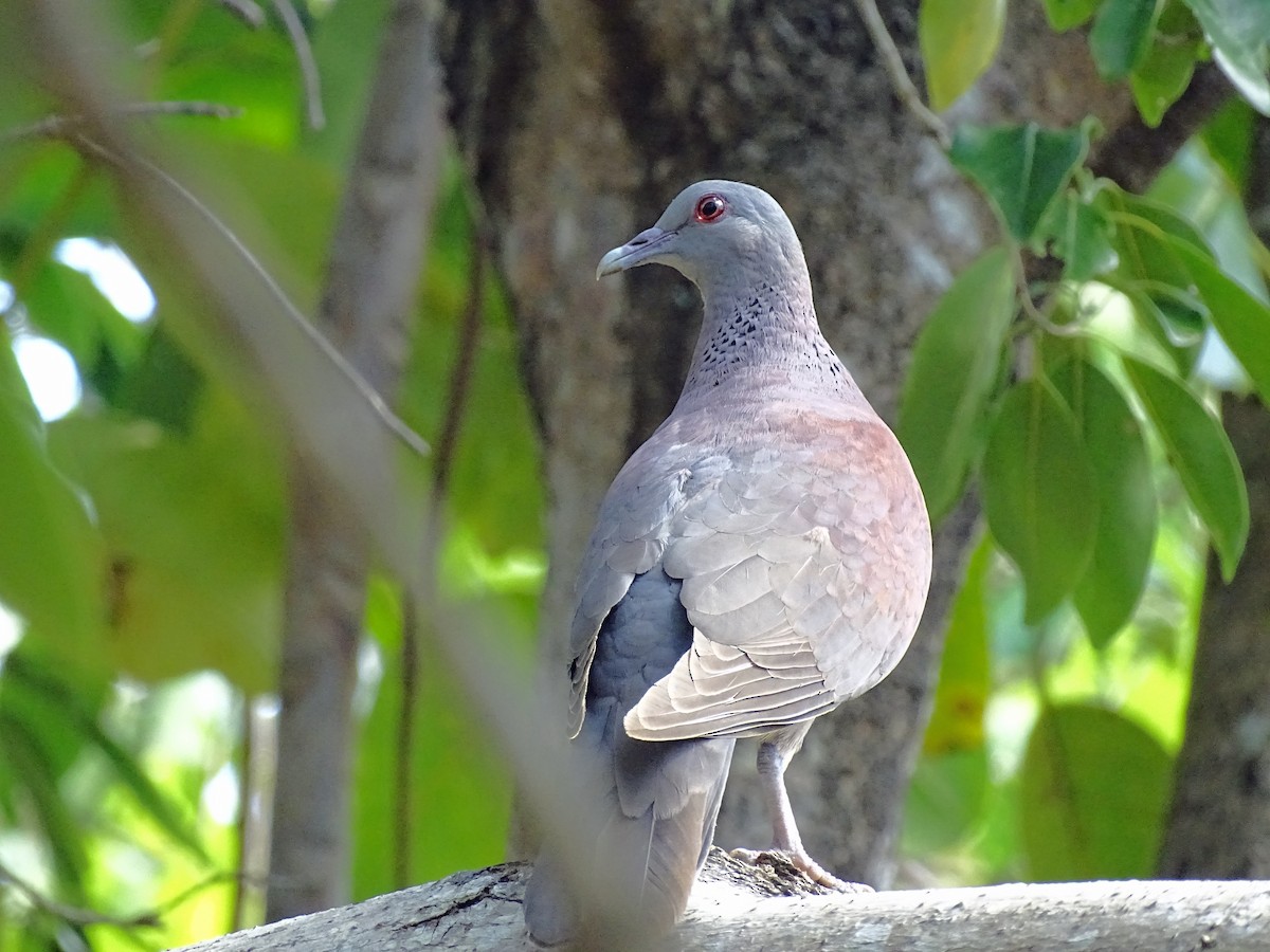 Pigeon de Madagascar - ML193943561