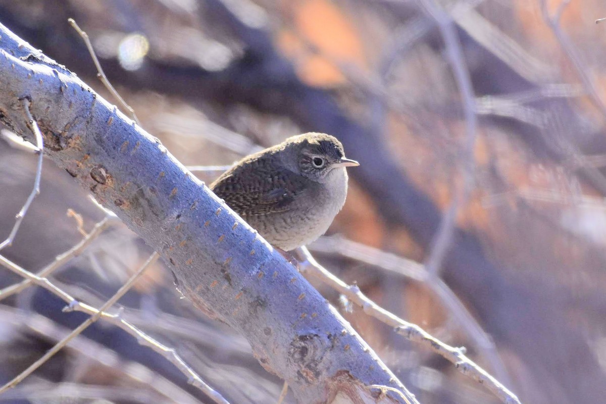Northern House Wren - ML193944501