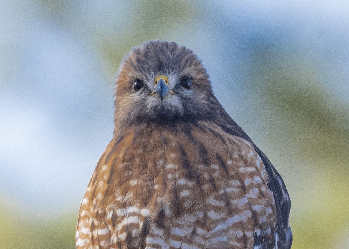 Red-shouldered Hawk - ML193945711