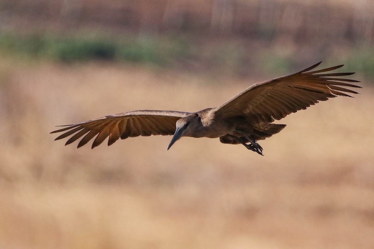 Hamerkop - ML193949251