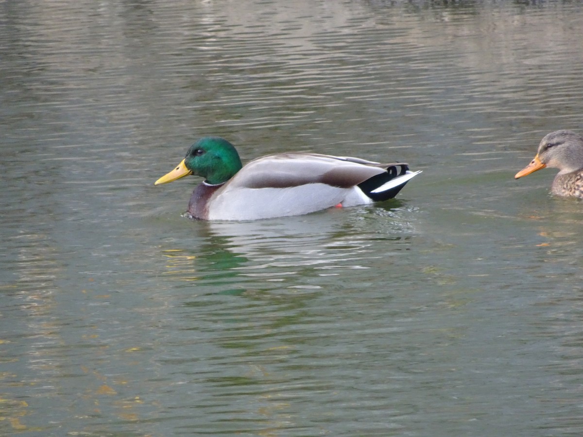 Canard colvert - ML193953051