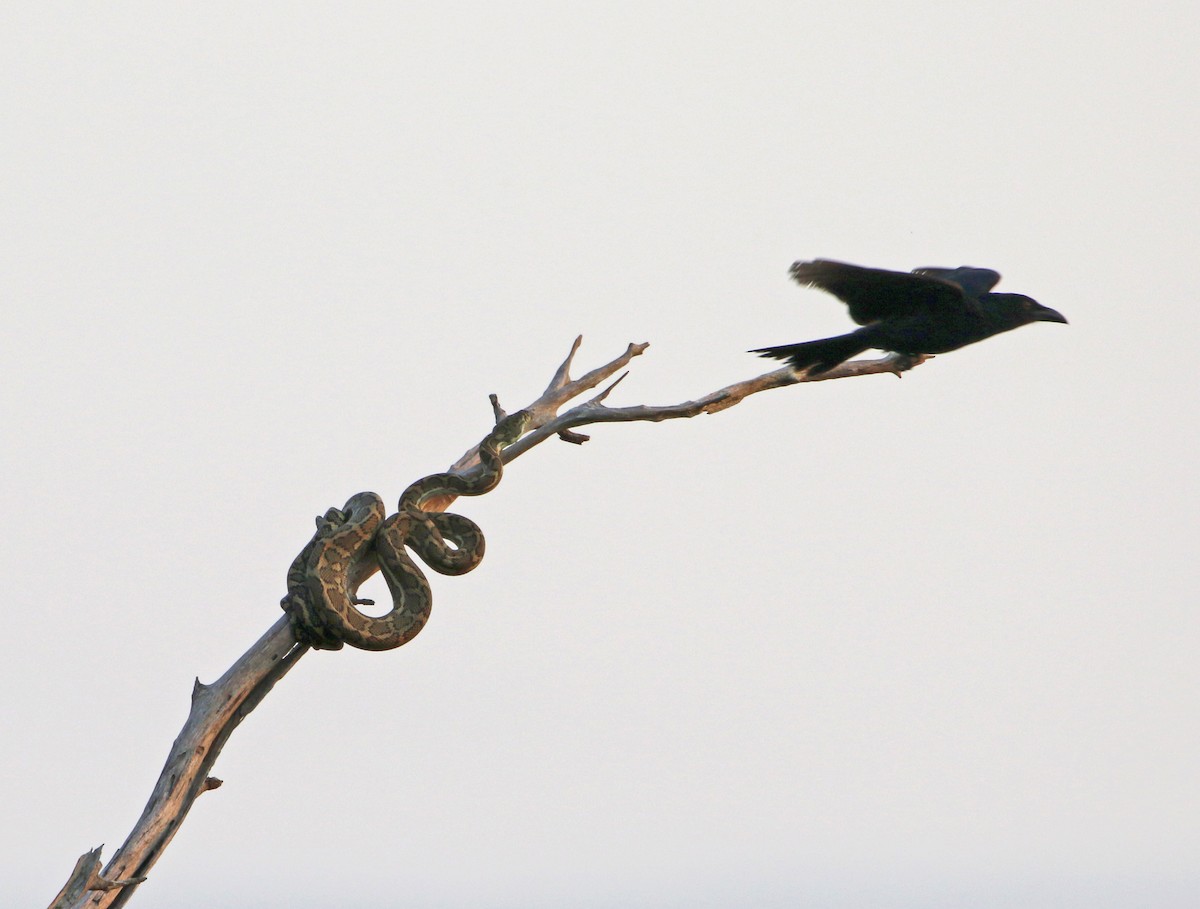 Spangled Drongo - Julie Sarna