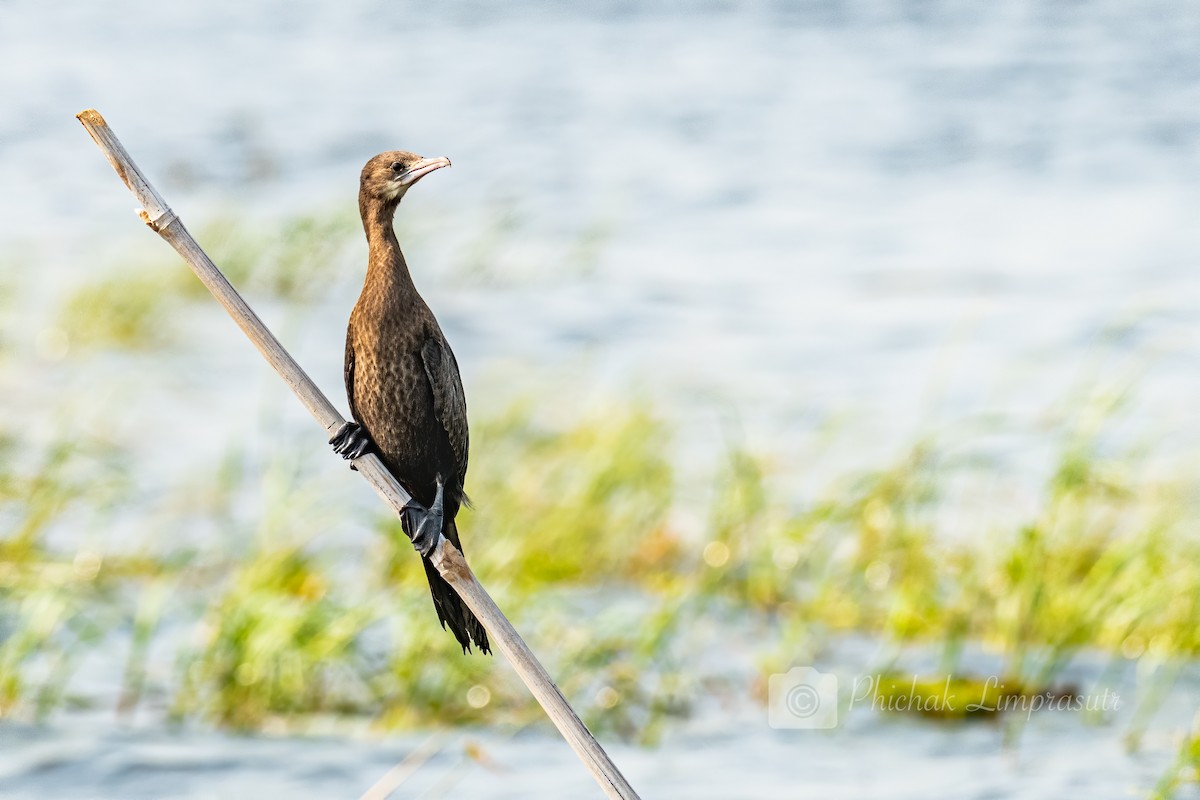 Little Cormorant - ML193956381