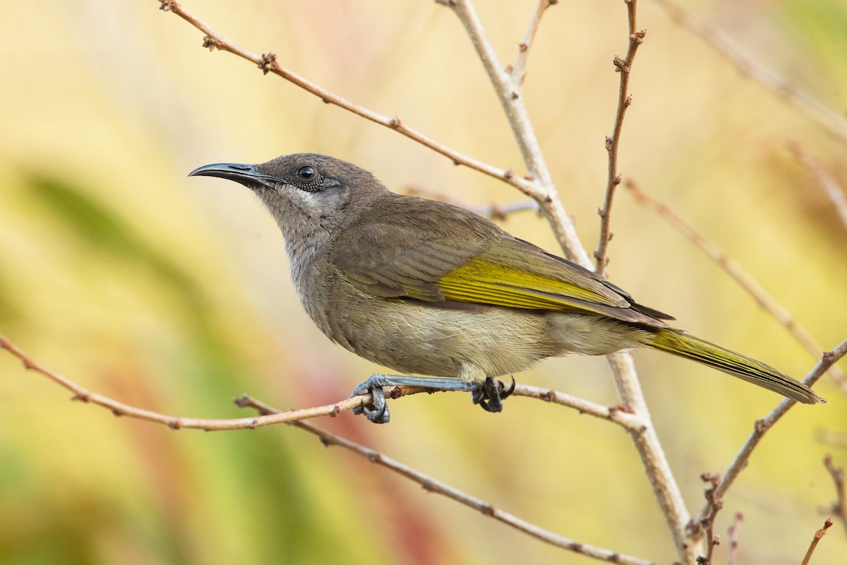 Gray-eared Honeyeater - David Irving