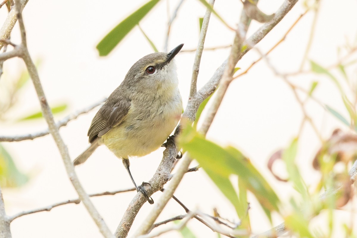 Fan-tailed Gerygone - David Irving