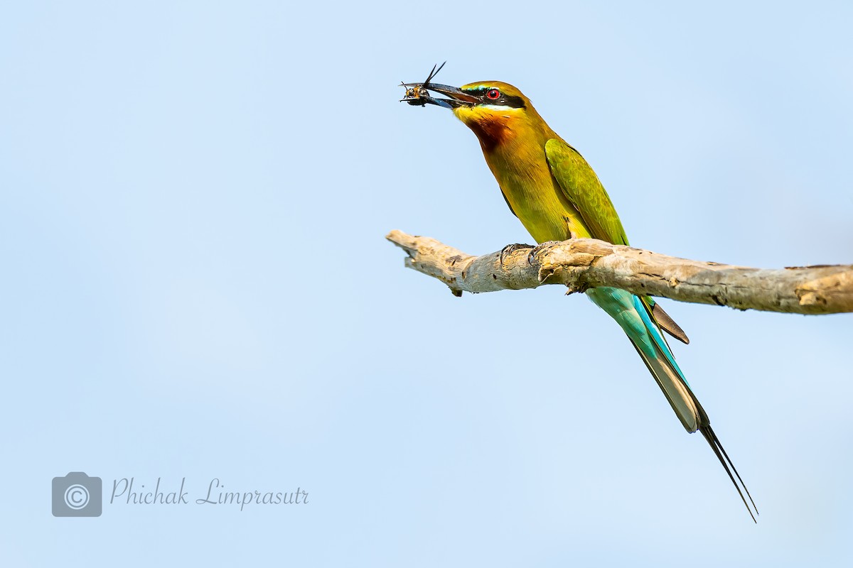 Blue-tailed Bee-eater - ML193956991
