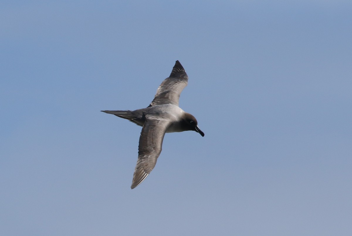 Light-mantled Albatross - John Martin